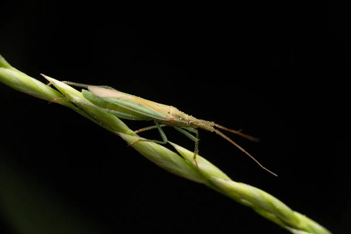 Megaloceroea recticornis