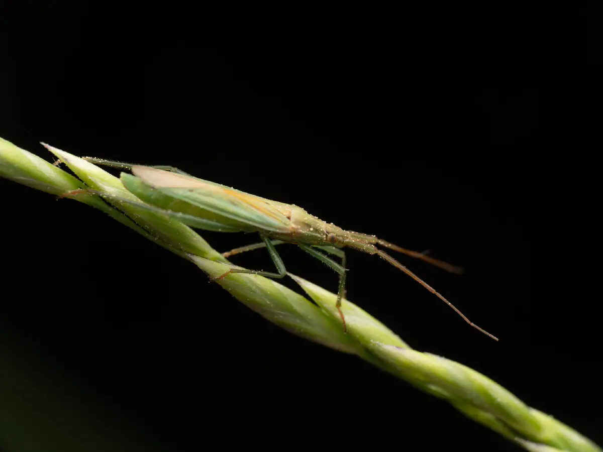 Megaloceroea recticornis