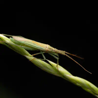 Megaloceroea recticornis