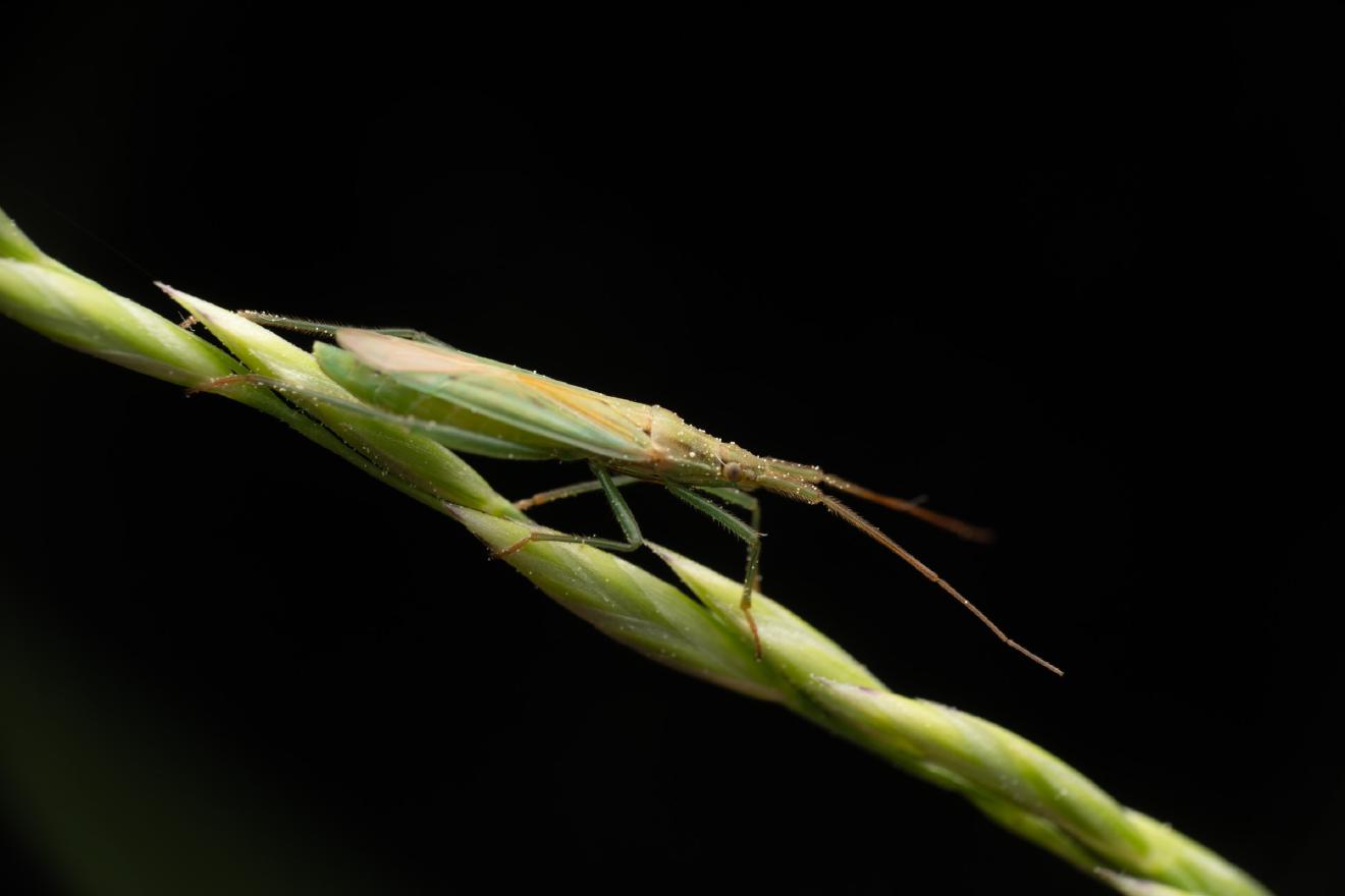 Megaloceroea recticornis – No. 1