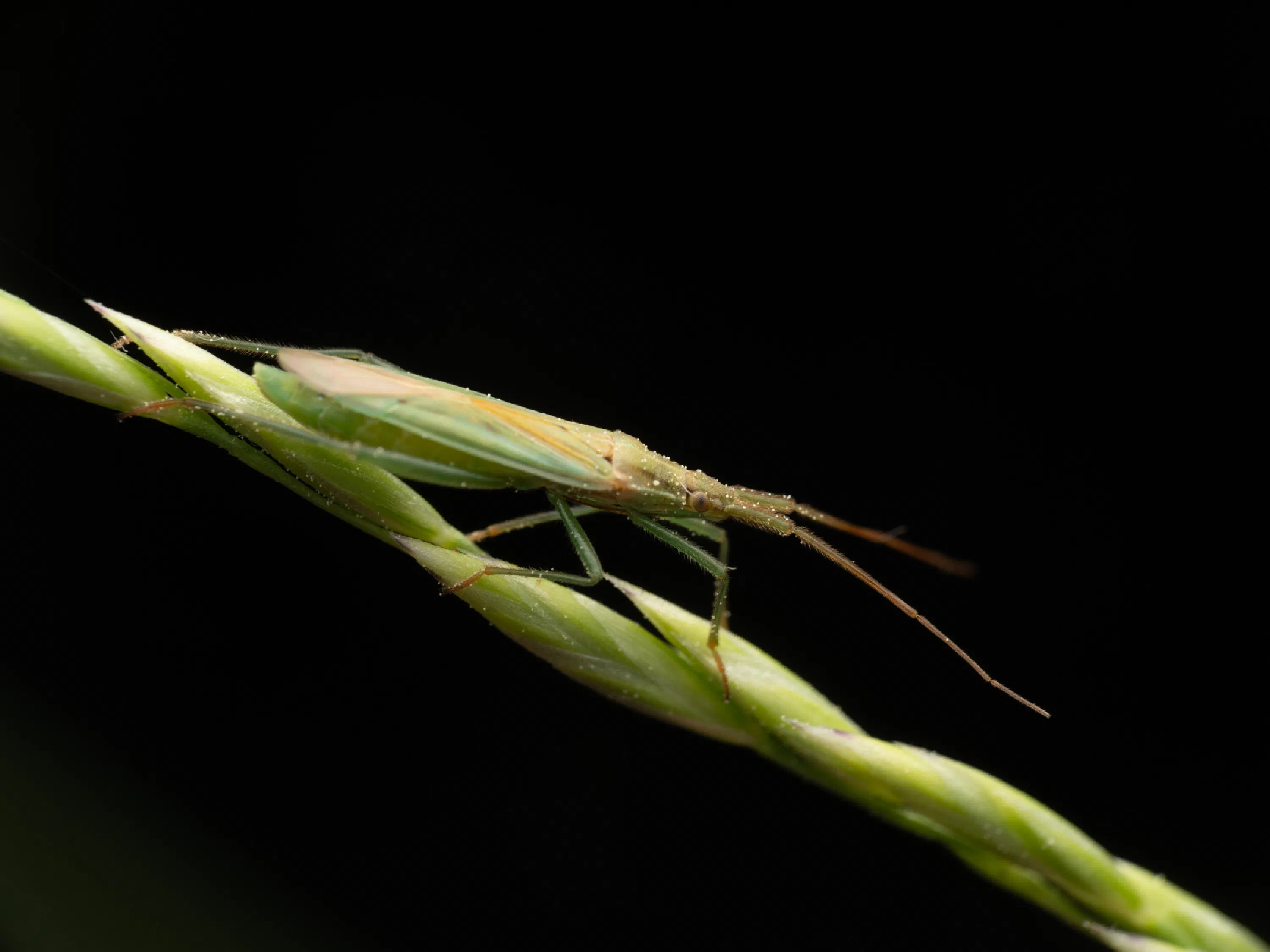Megaloceroea recticornis