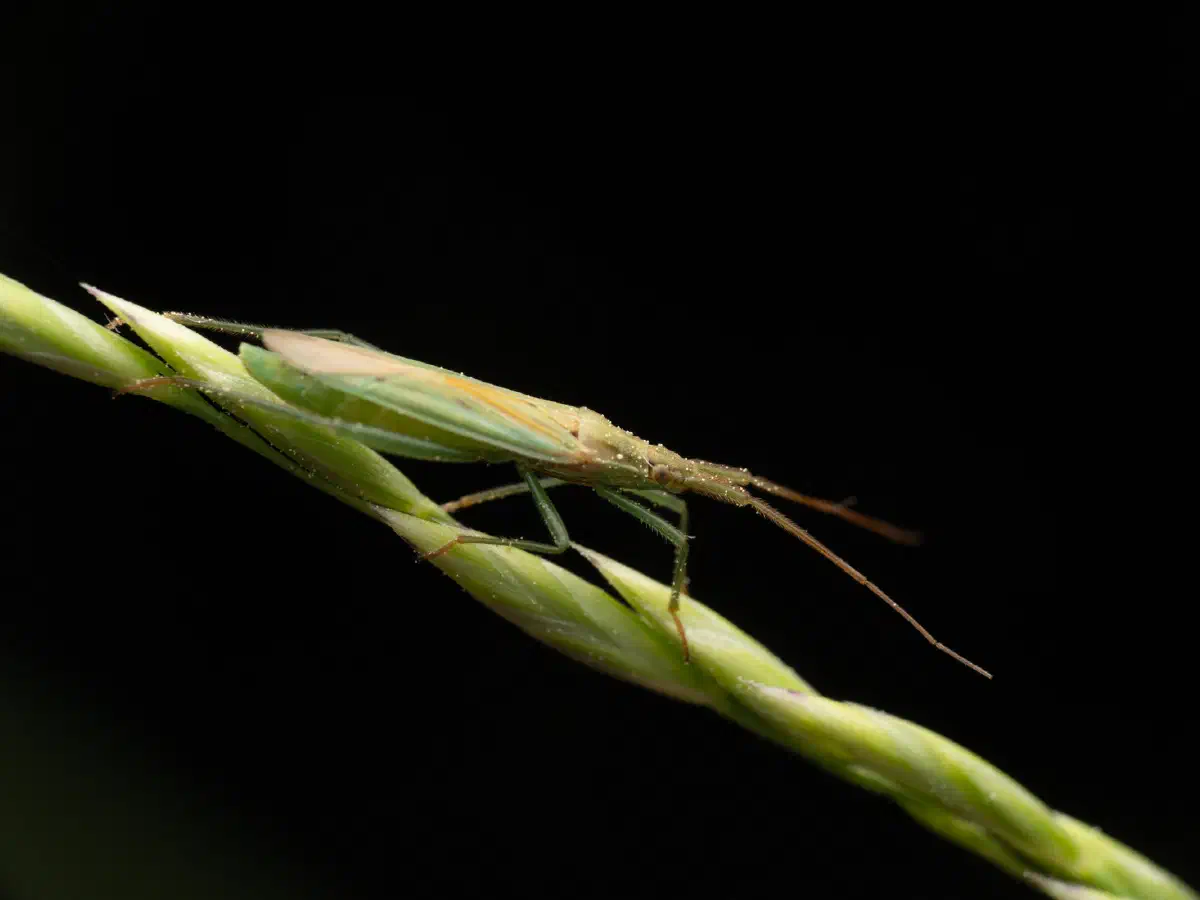 Punaise verte à antennes droites