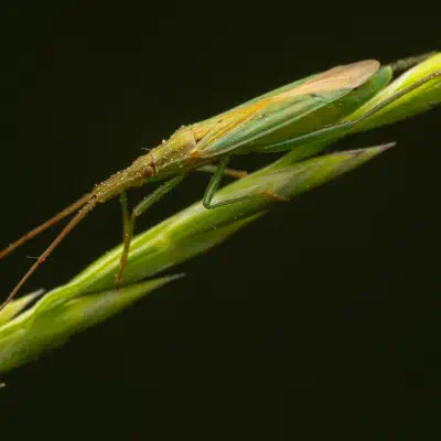 Megaloceroea recticornis