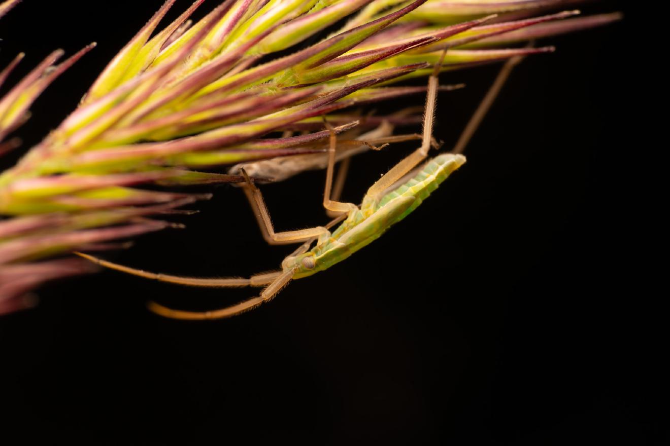 Megaloceroea recticornis – No. 2