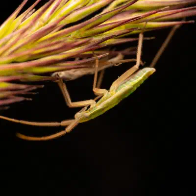 Megaloceroea recticornis