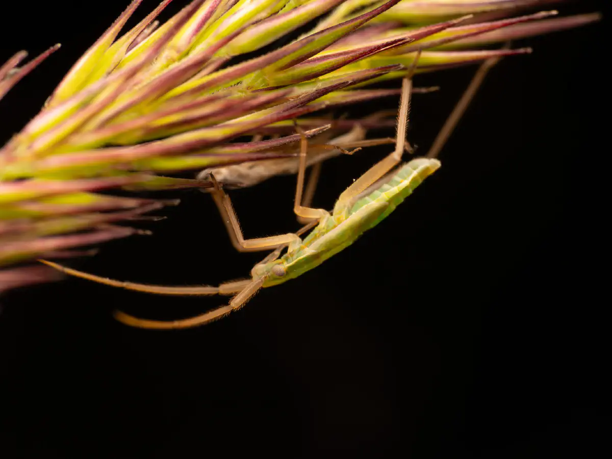 Punaise verte à antennes droites