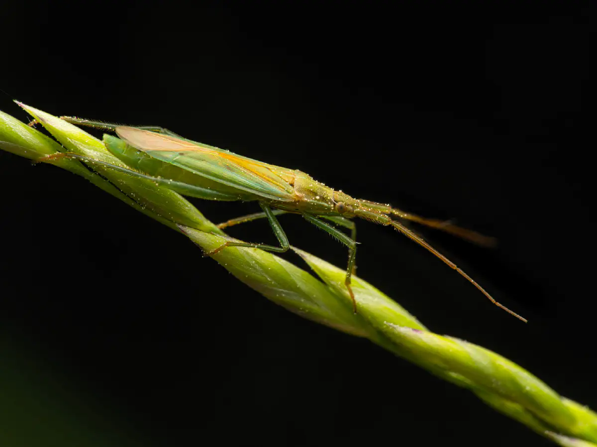 Punaise verte à antennes droites