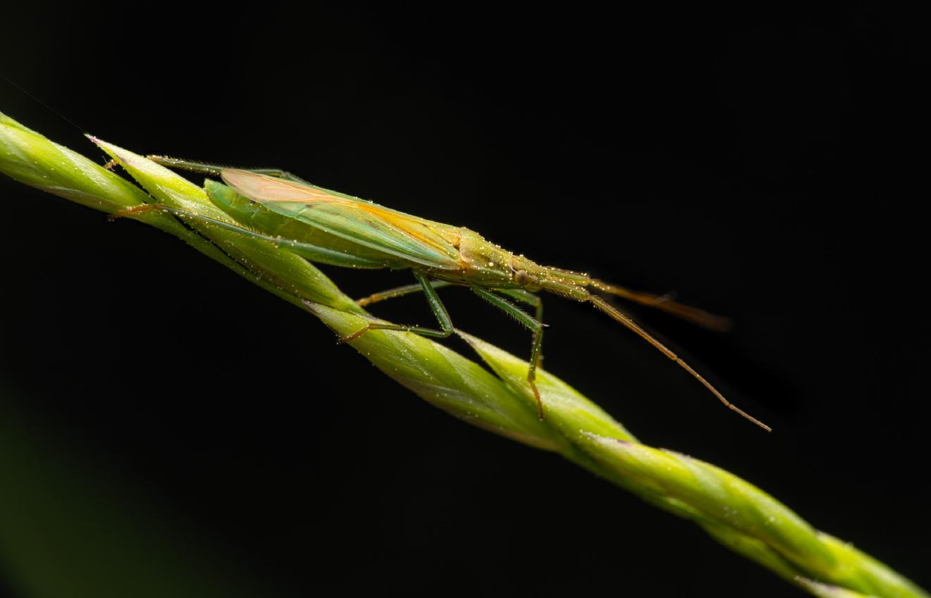Megaloceroea recticornis – No. 2