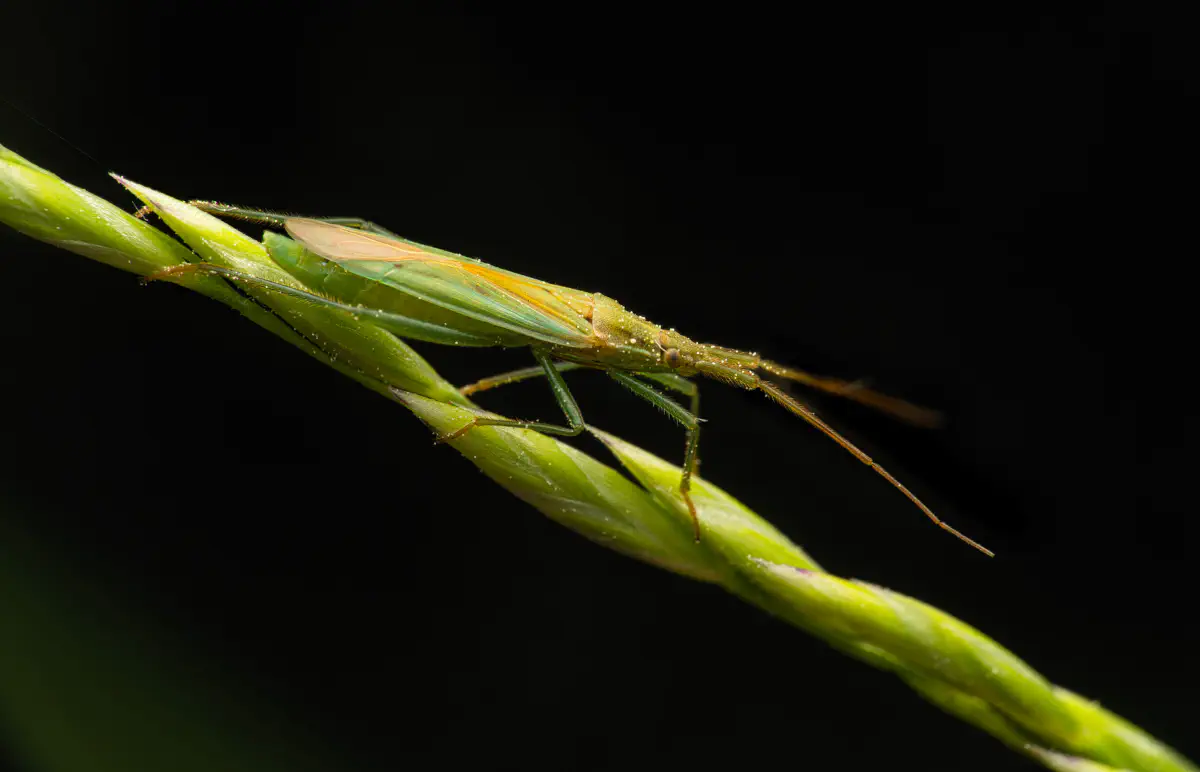 Megaloceroea recticornis – No. 3