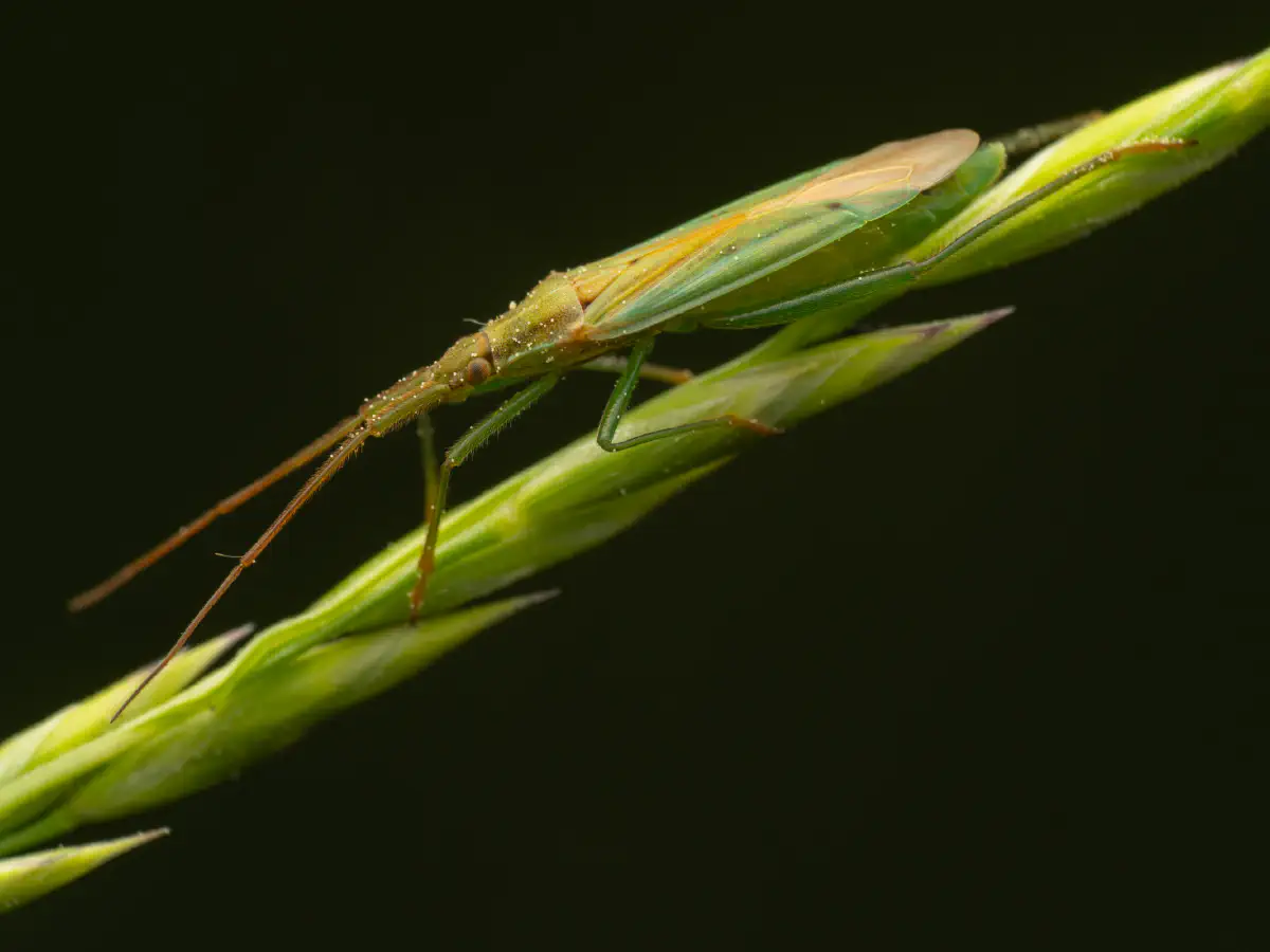 Megaloceroea recticornis