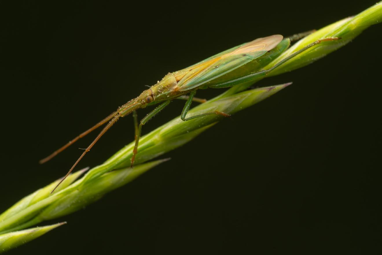 Megaloceroea recticornis – No. 3