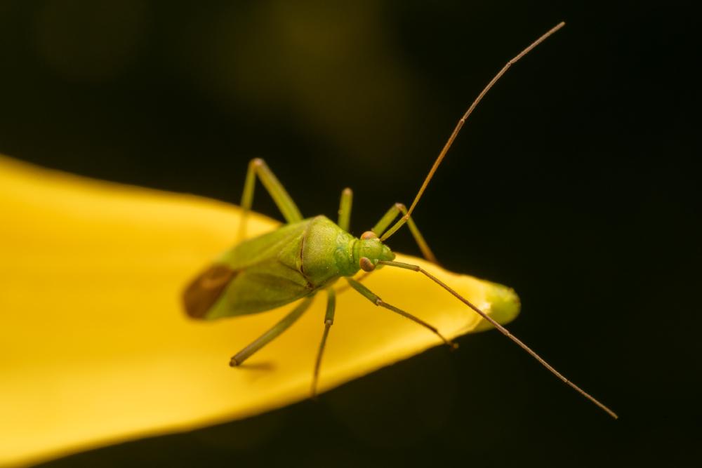 February 15, 2025 – Issue No. 547
– Issue No. 547: “Calocoris affinis“ Calocoris affinis