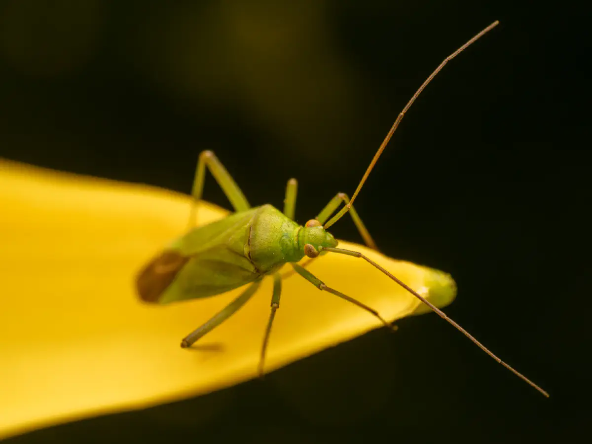 Calocoris affinis