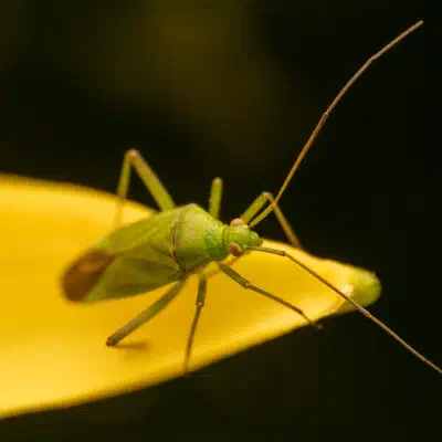Calocoris affinis