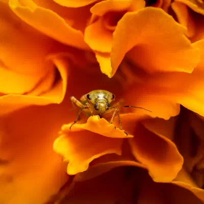 Calocoris affinis