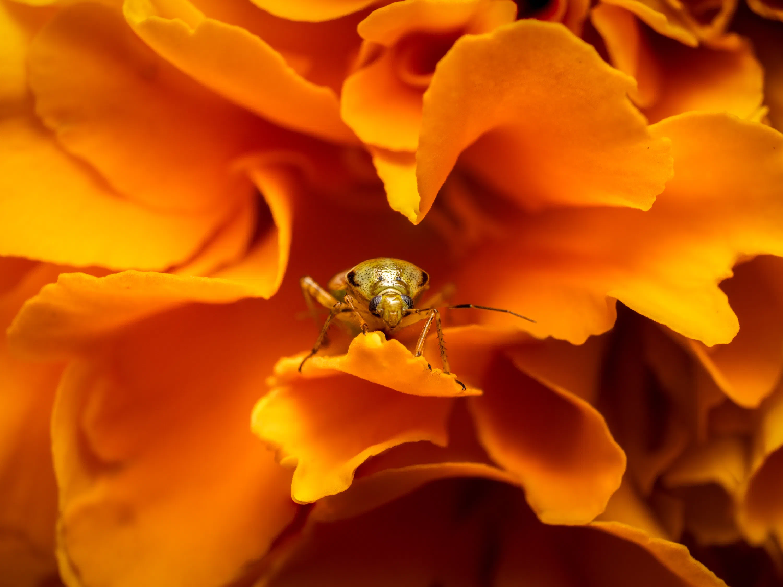 Calocoris affinis