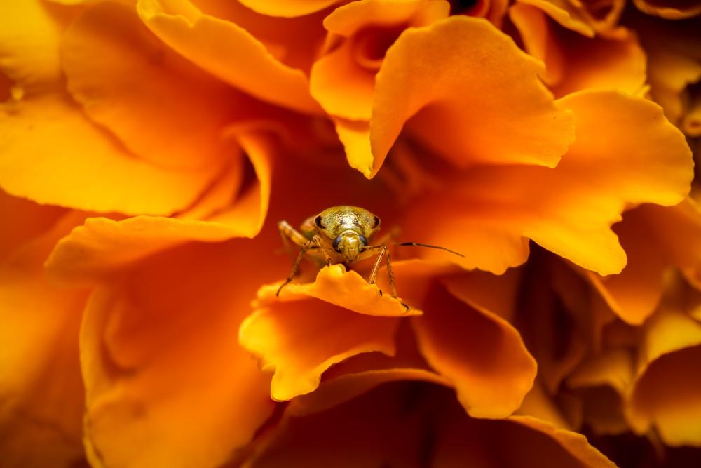 January 17, 2024 – Issue No. 152
– Issue No. 152: “Calocoris affinis“ Calocoris affinis