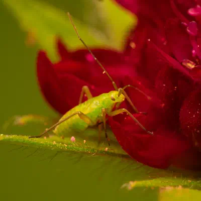 Calocoris affinis
