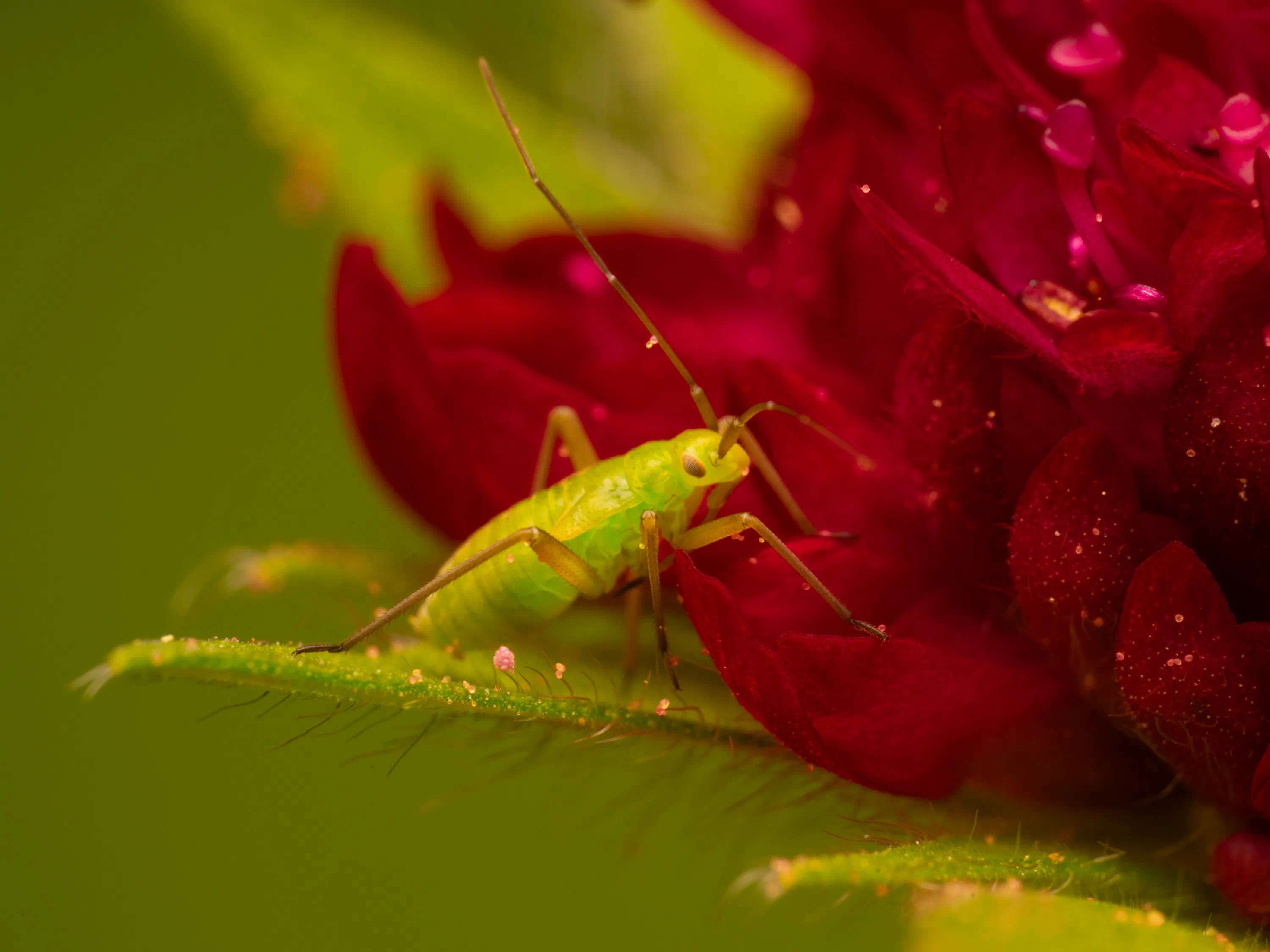 Calocoris affinis