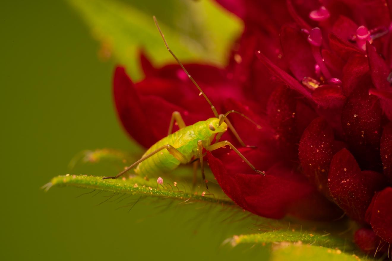 Calocoris affinis – No. 3