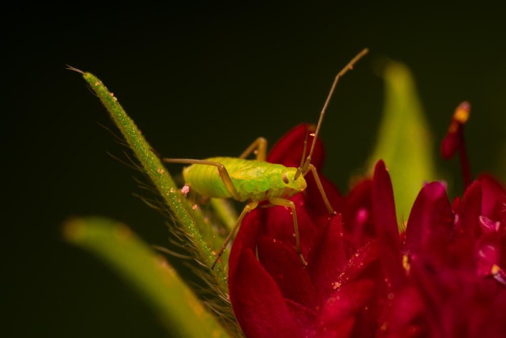 September 2, 2024 – Issue No. 381
– Issue No. 381: “Calocoris affinis“ Calocoris affinis