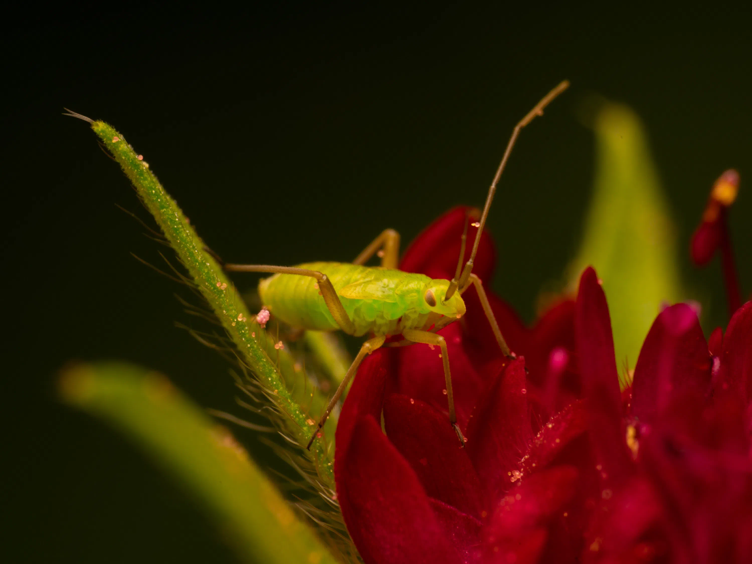 Calocoris affinis
