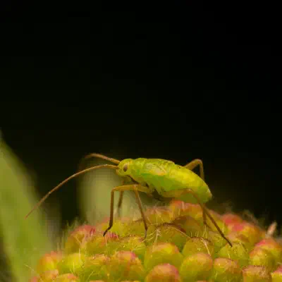 Calocoris affinis
