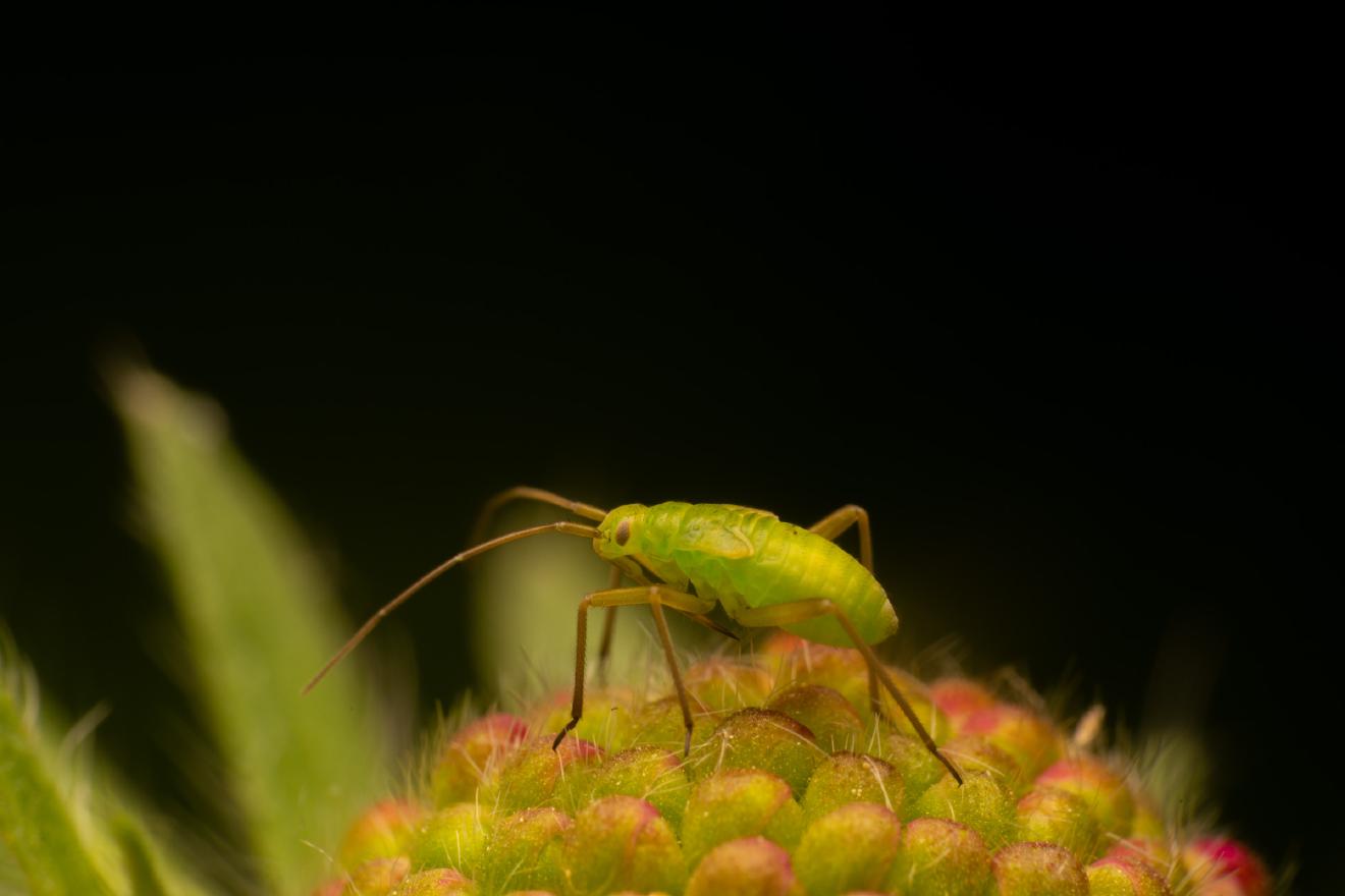 Calocoris affinis – No. 5