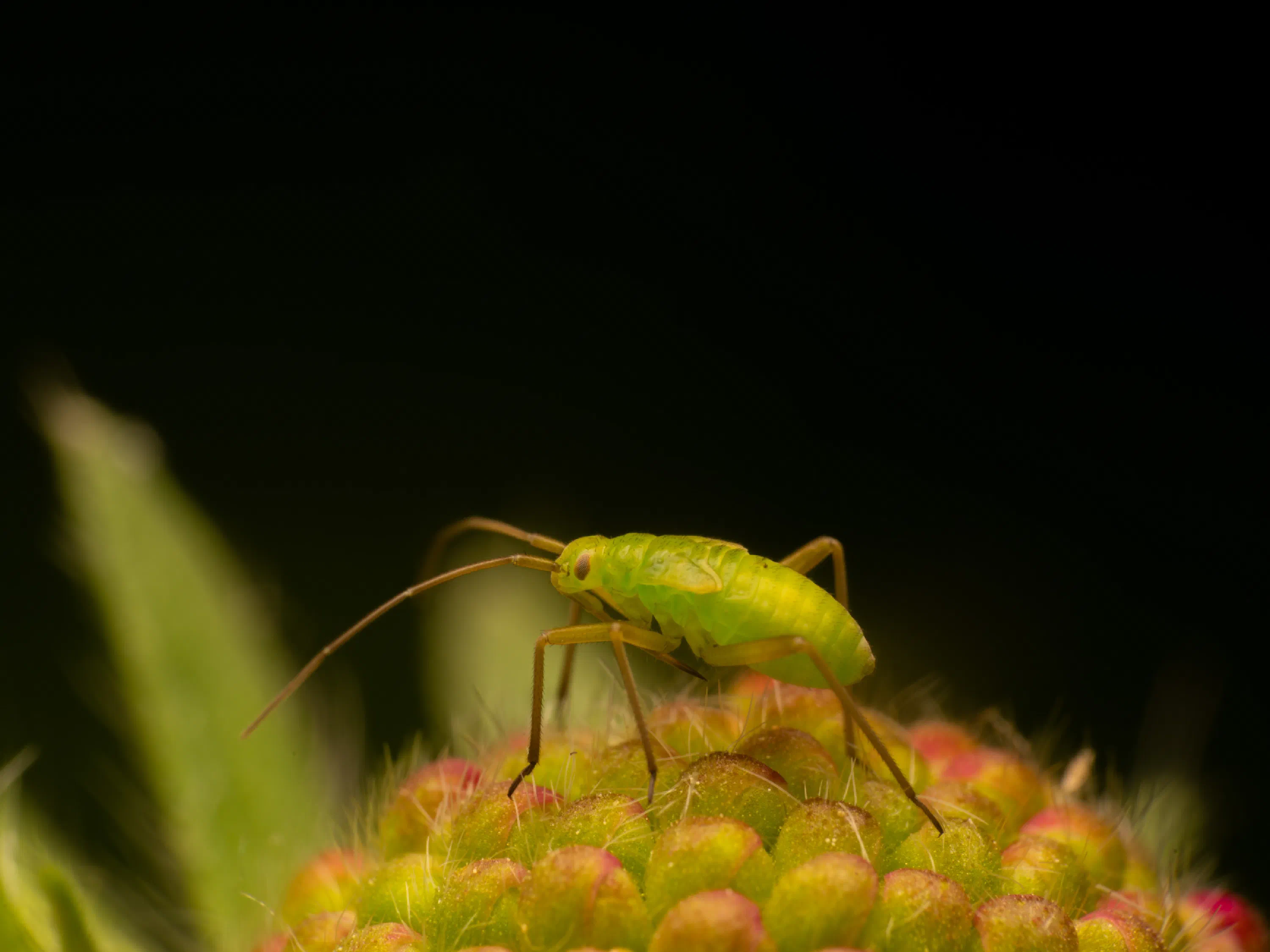 Calocoris affinis