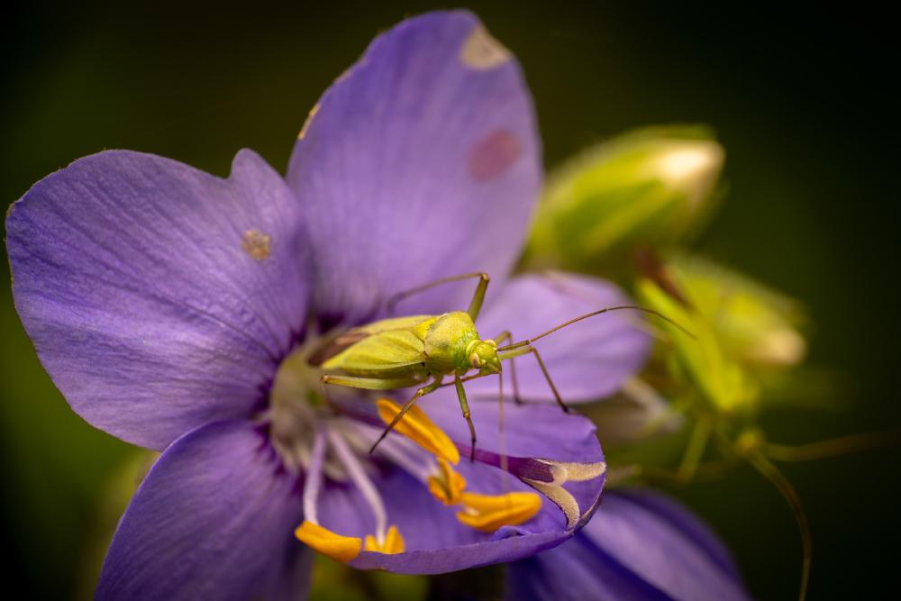 November 3, 2024 – Issue No. 443
– Issue No. 443: “Calocoris affinis“ Calocoris affinis