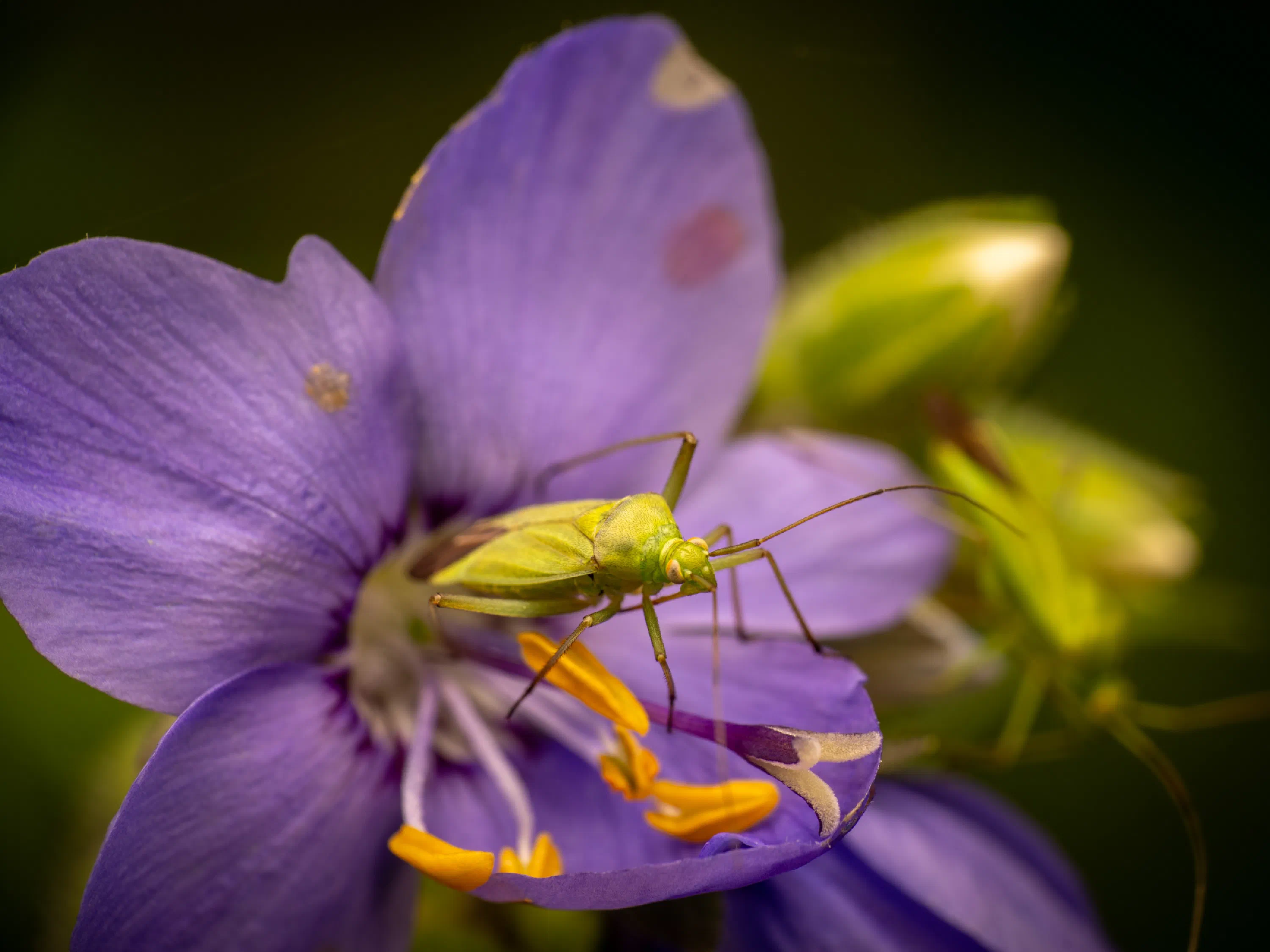 Calocoris affinis