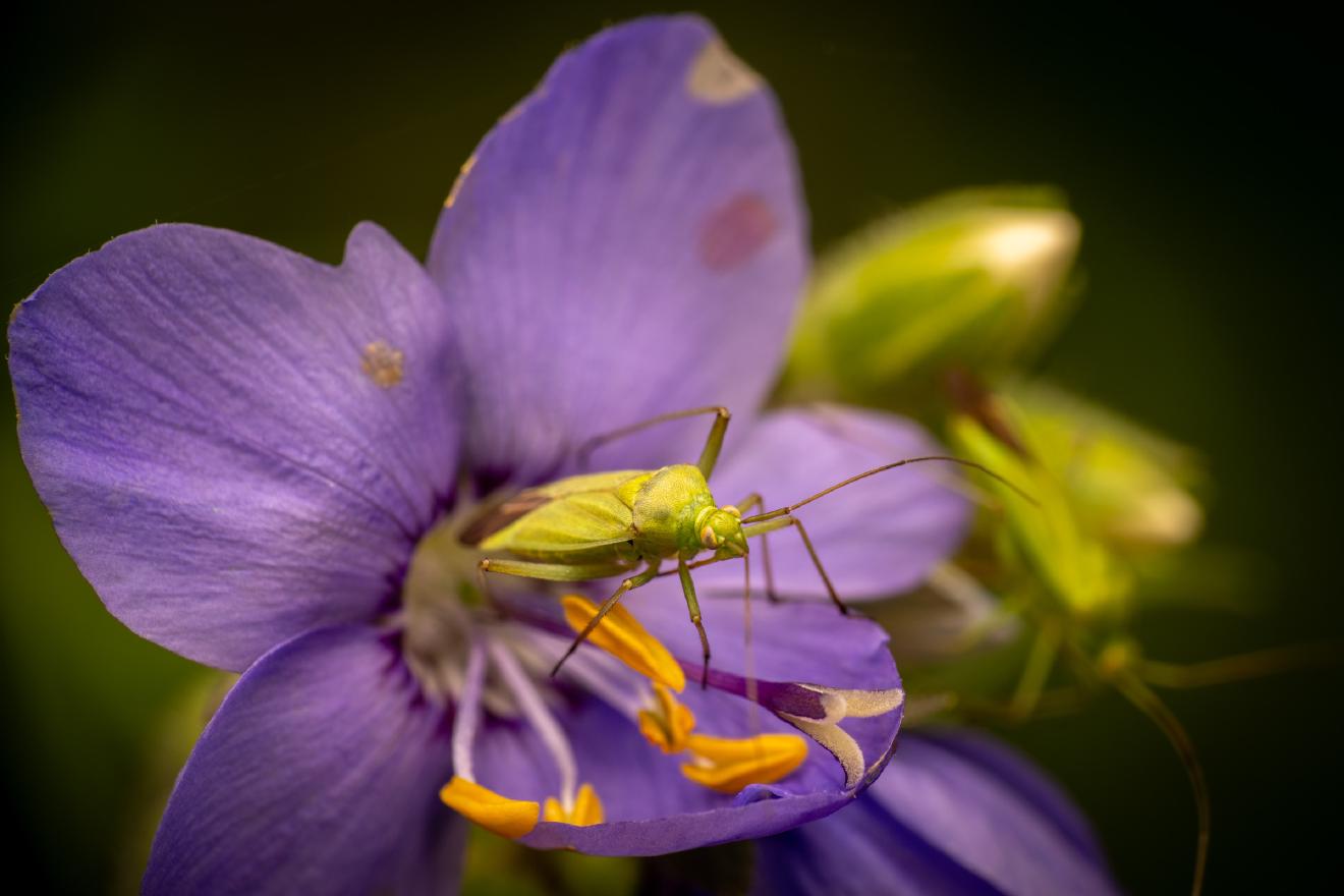Calocoris affinis – No. 6