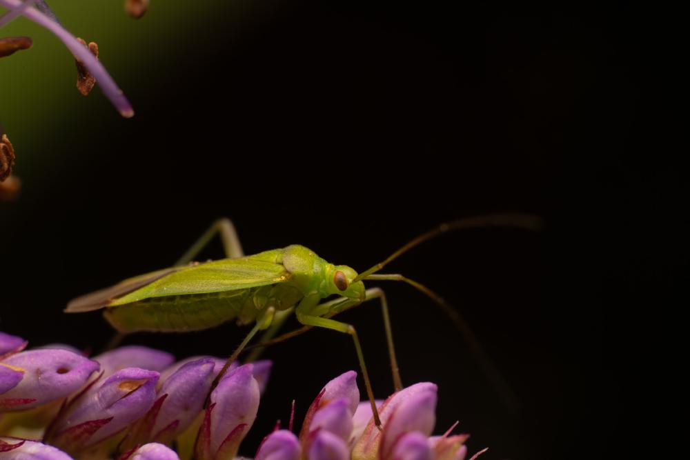 July 6, 2025 – Issue No. 688
– Issue No. 688: “Calocoris affinis“ Calocoris affinis