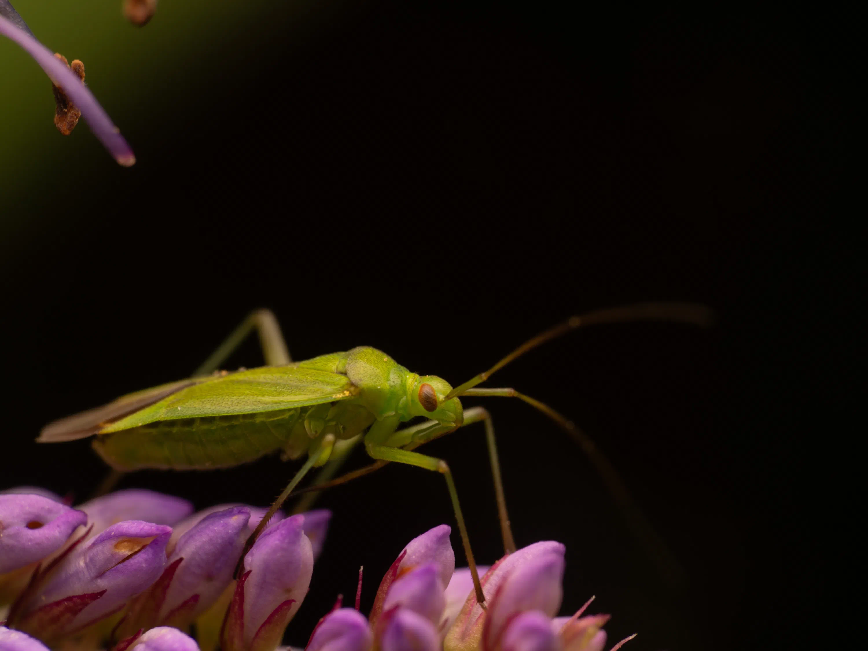 Calocoris affinis