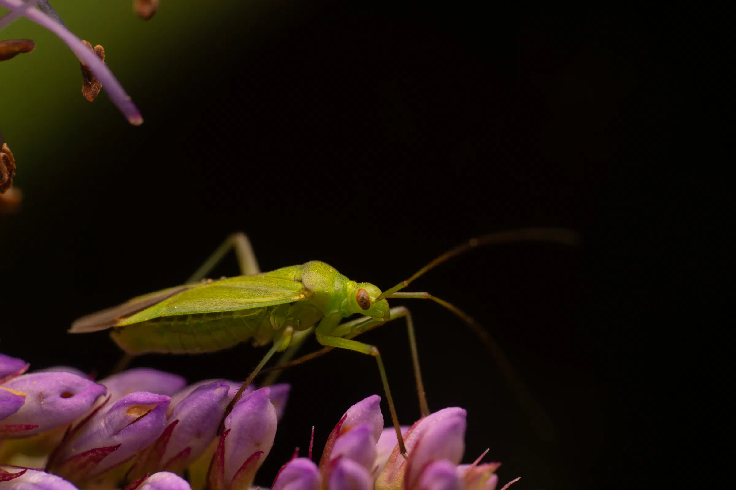Calocoris affinis