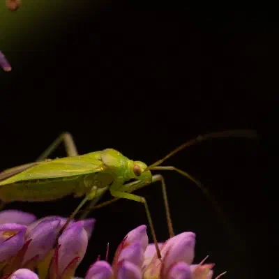Calocoris affinis