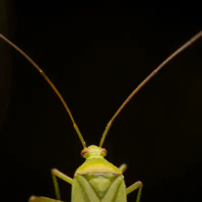 Grüne Distelwanze