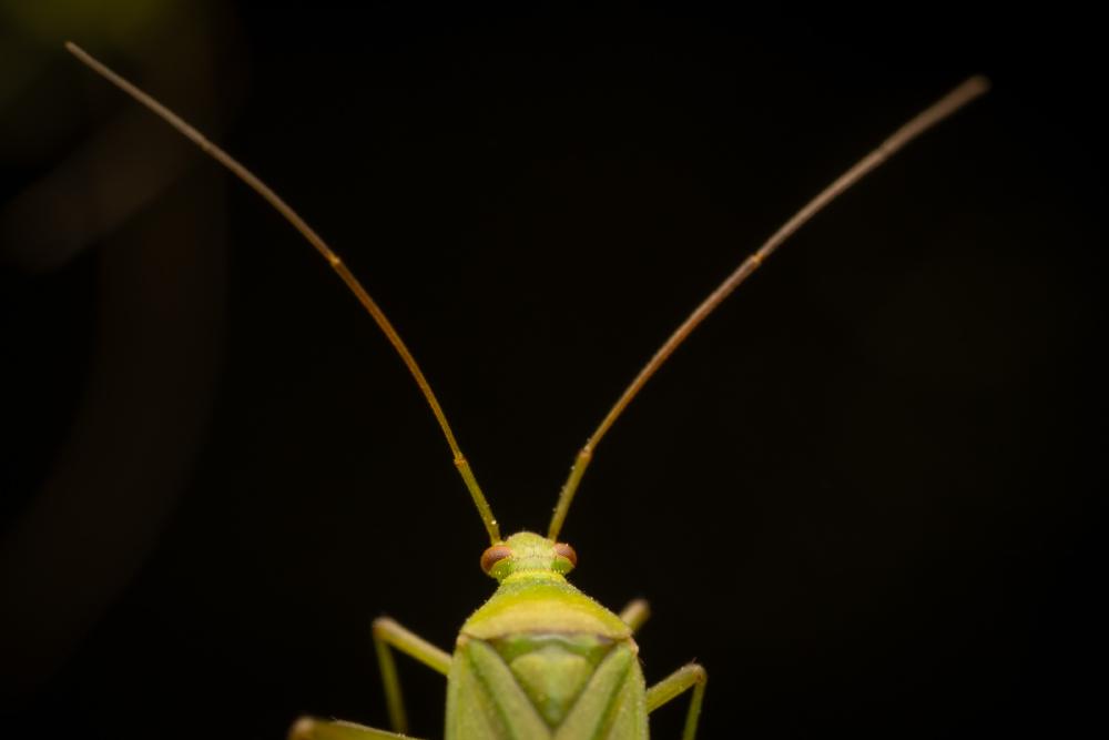 June 27, 2025 – Issue No. 679
– Issue No. 679: “Calocoris affinis“ Calocoris affinis