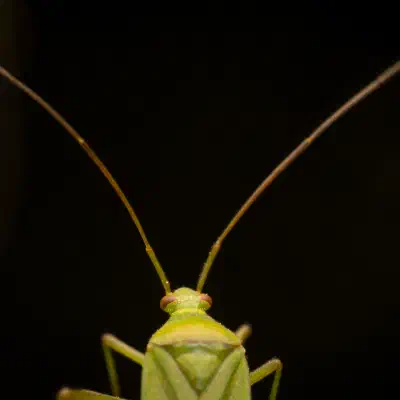 Calocoris affinis