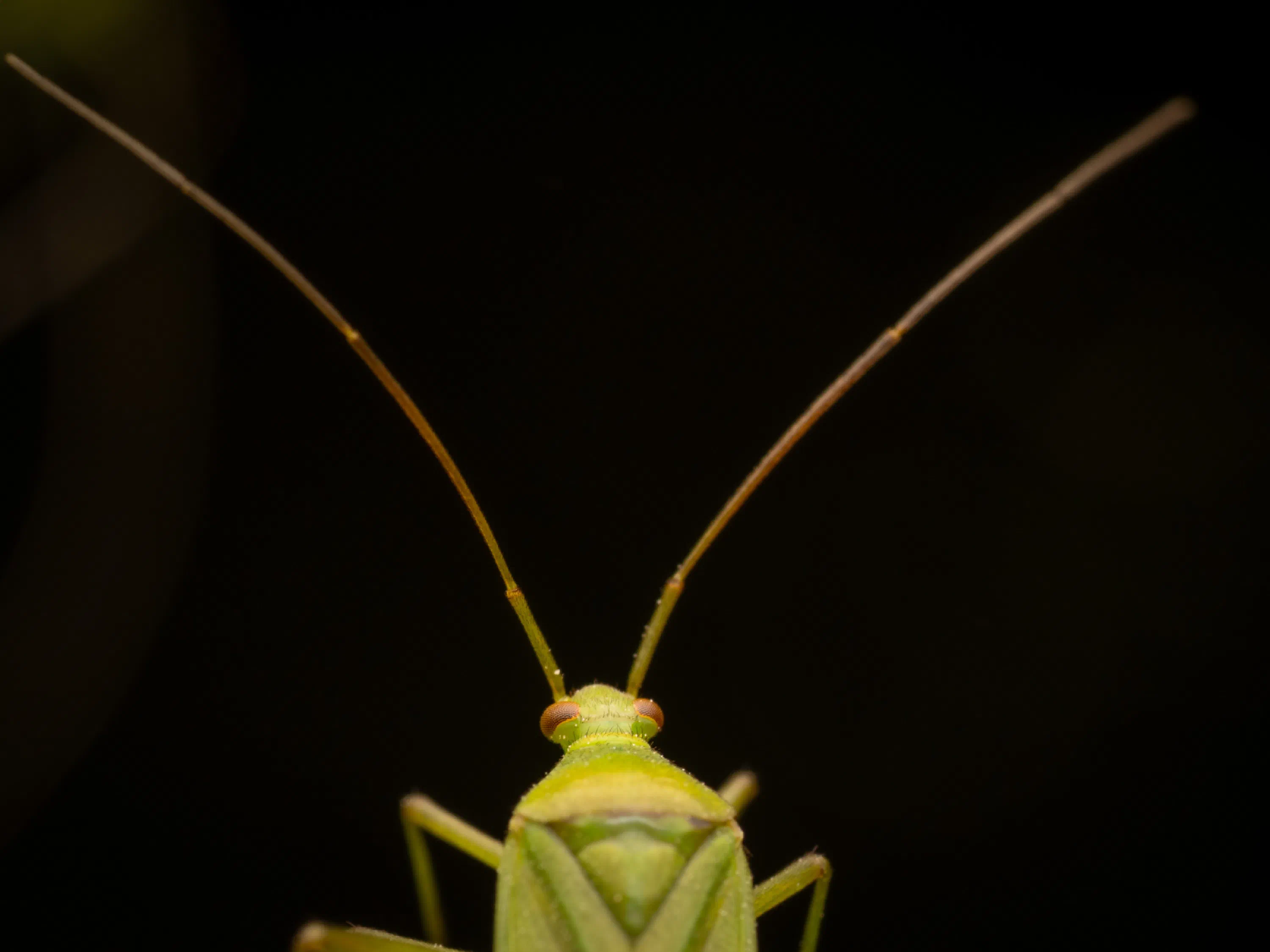 Calocoris affinis