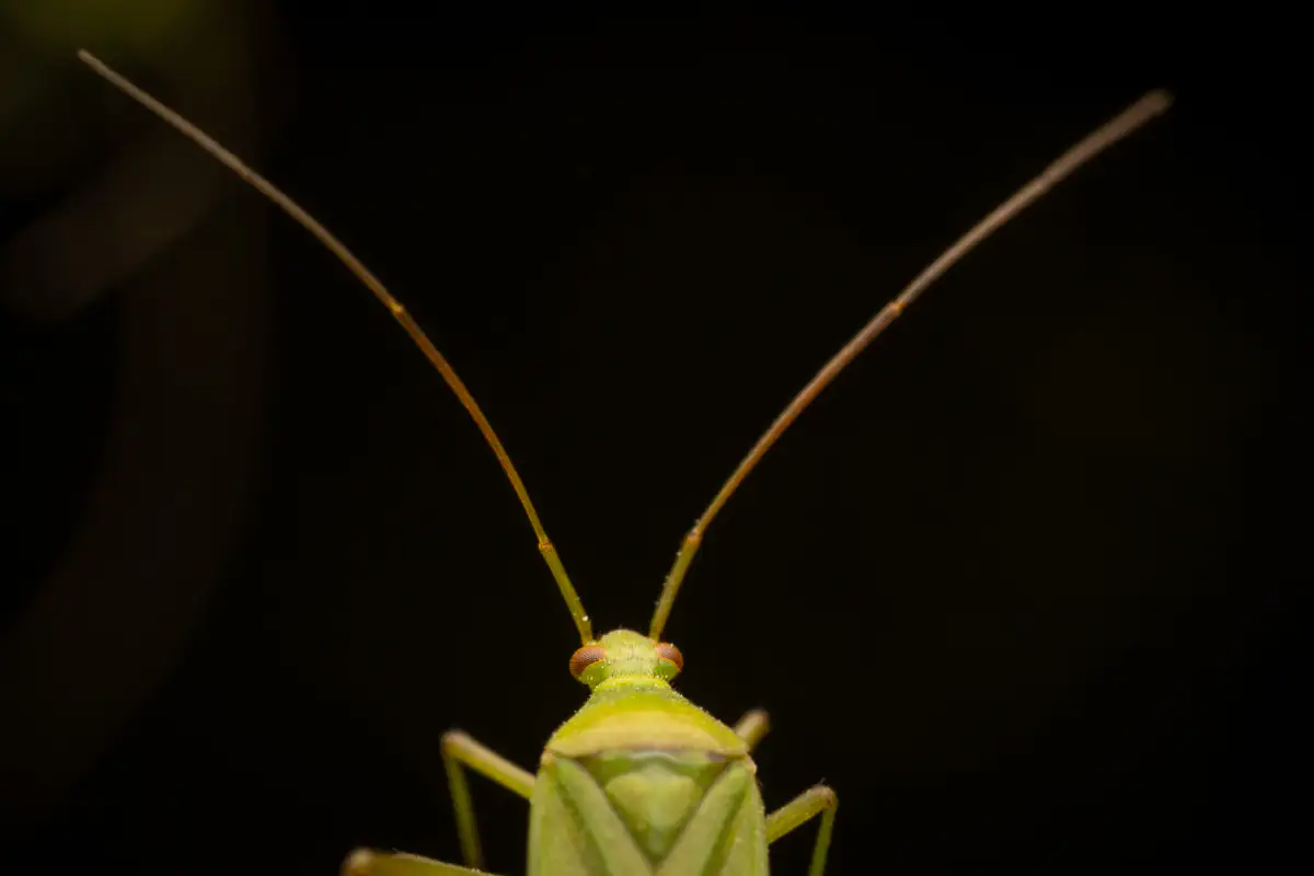 Grüne Distelwanze