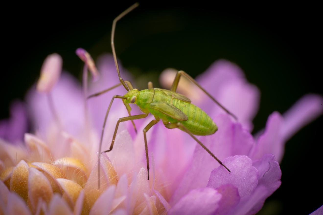 Calocoris affinis – No. 9