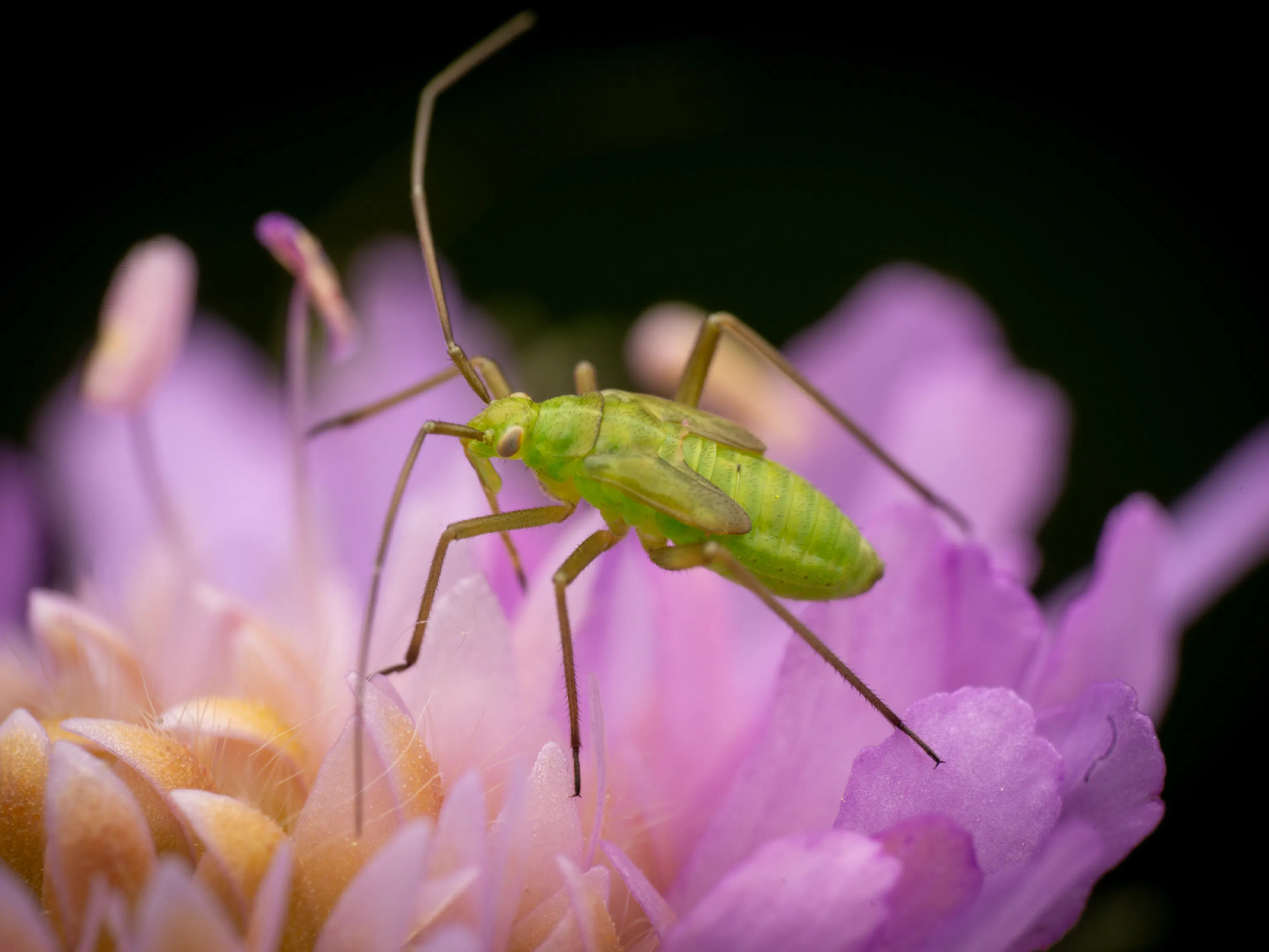 Calocoris affinis
