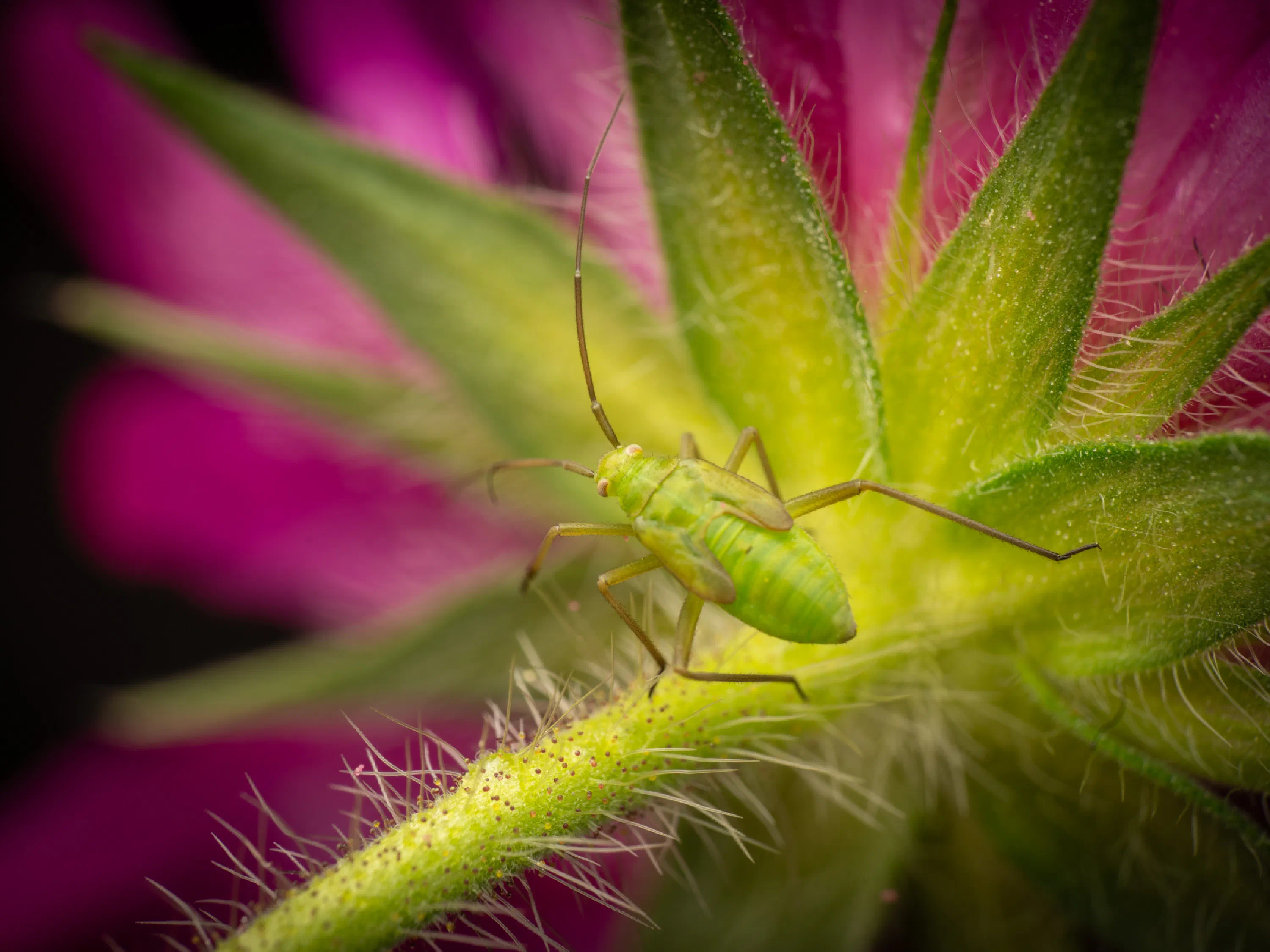 Calocoris affinis