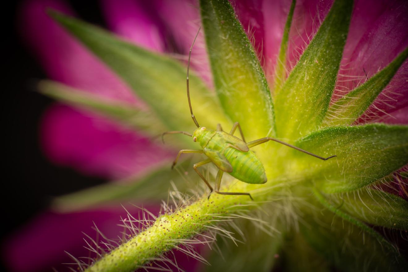 Calocoris affinis – No. 10