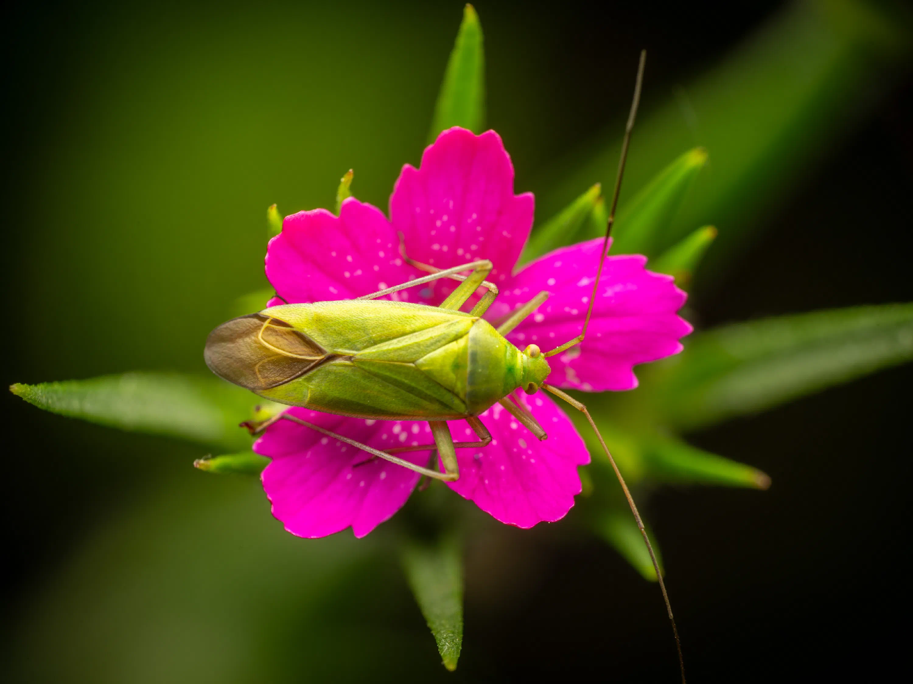 Calocoris affinis