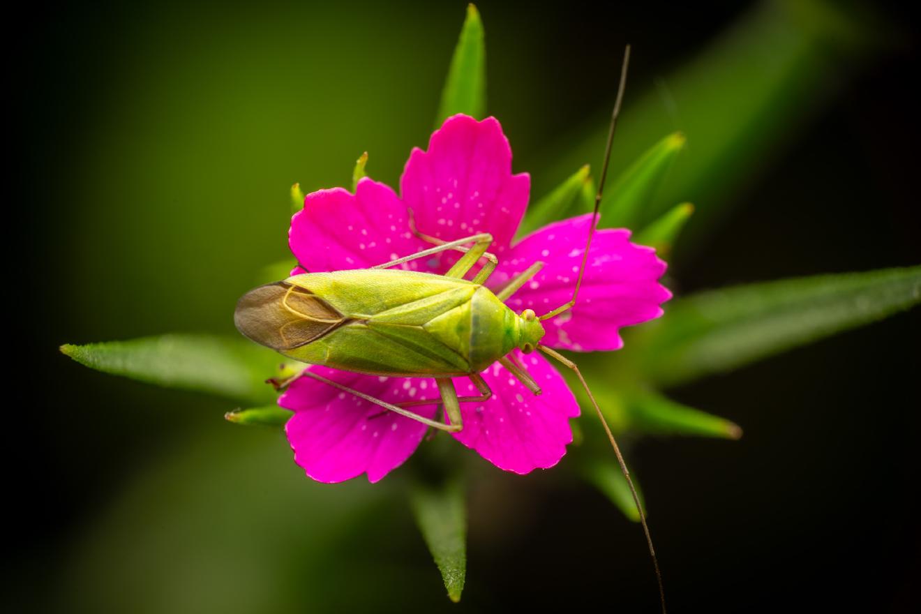 Calocoris affinis – No. 11