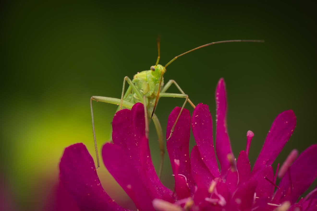 Calocoris affinis – No. 12