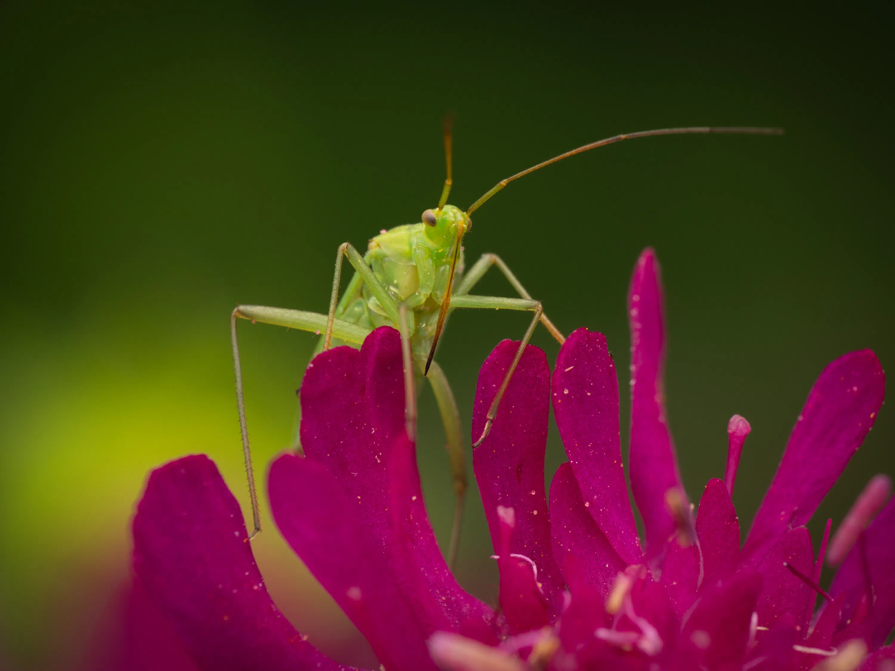 Calocoris affinis