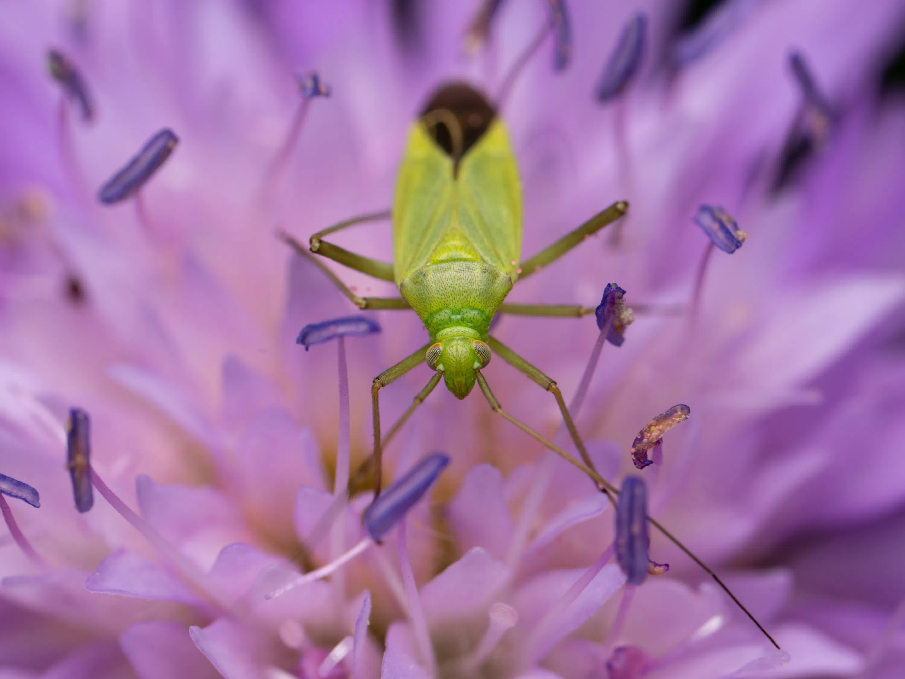 Calocoris affinis